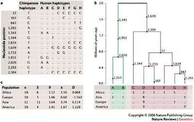 Sempanze ve insanin ortak primat atalarinin DNA izleri